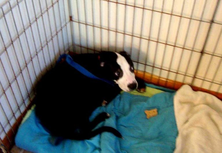 Champ-Forever-Foster