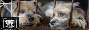 Puppy Mill Awareness Day Site Banner
